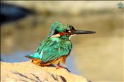 Kingfisher-Bird-Ra2D