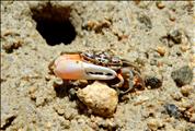 Mangrove-Fiddler-Crab-Ra2D