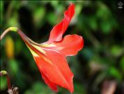 Red-Flower-Amaryllis-Ra2D-02