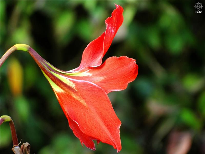 Red-Flower-Amaryllis-Ra2D-02 - Exclusive Wallpapers Page 16 of 18
Left click to see next one.
Right click to see previous one.
Double click to see full sized picture.