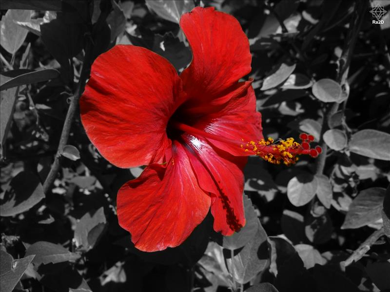 Red-Flower-Amaryllis-Ra2D - Exclusive Wallpapers Page 14 of 18
Left click to see next one.
Right click to see previous one.
Double click to see full sized picture.