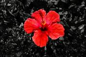 Red-Flower-Amaryllis-Ra2D-01