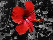Red-Flower-Amaryllis-Ra2D