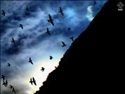 Silhouette-Birds-Flying-Pyramids-Clouds-Sky-Ra2D