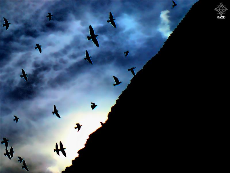Silhouette-Birds-Flying-Pyramids-Clouds-Sky-Ra2D - Exclusive Wallpapers Page 18 of 18
Left click to see next one.
Right click to see previous one.
Double click to see full sized picture.