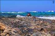 Egypt-Marsa-Matrouh-El-Gharam-Arabic-Tiger-Cowry-Shell-Ra2D