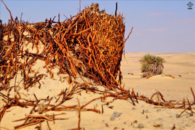 Egypt-Bahariya-Oasis-Ain-El-Serw-Ra2D-01 - Exclusive Wallpapers Page 3 of 73
Left click to see next one.
Right click to see previous one.
Double click to see full sized picture.