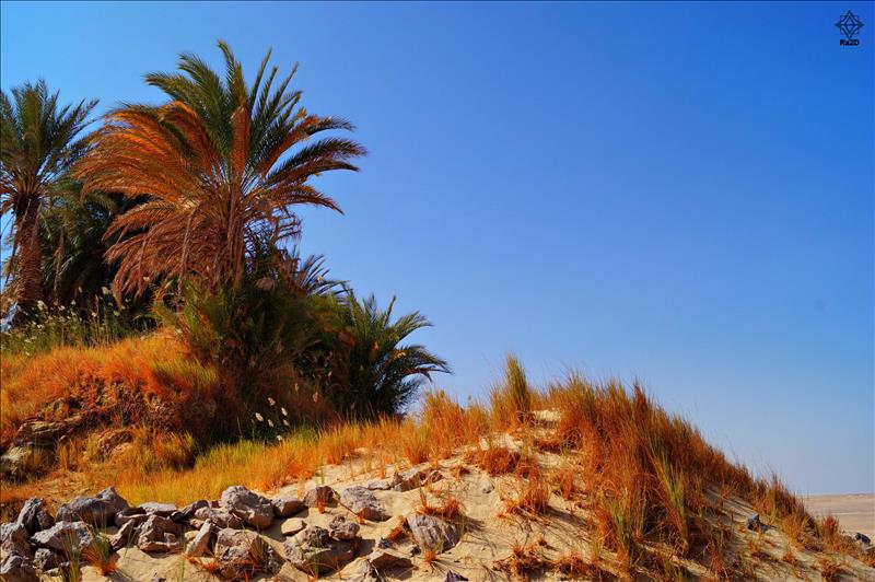 Egypt-Bahariya-Oasis-Ain-El-Serw-Ra2D - Exclusive Wallpapers Page 2 of 73
Left click to see next one.
Right click to see previous one.
Double click to see full sized picture.