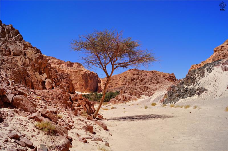 Egypt-Sinai-Taba-Protected-Area-Ra2D-04 - Exclusive Wallpapers Page 63 of 73
Left click to see next one.
Right click to see previous one.
Double click to see full sized picture.