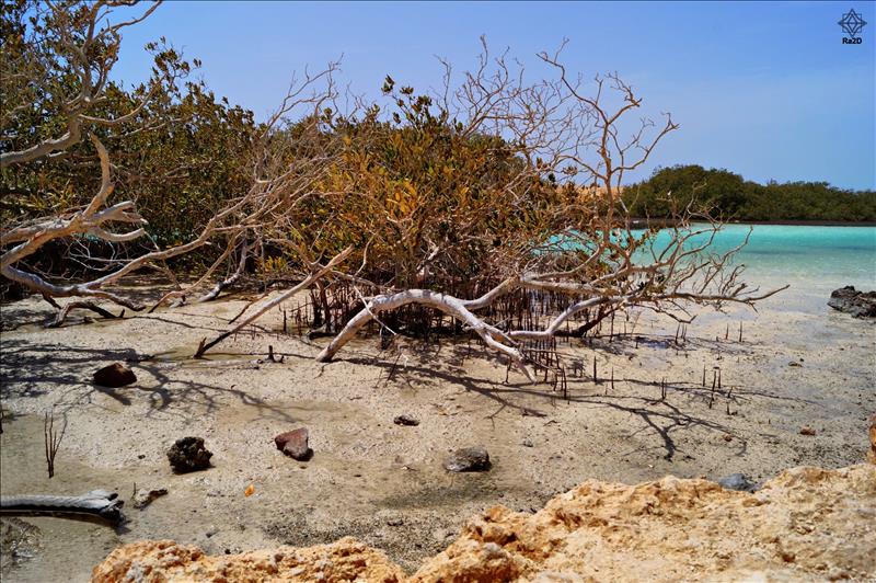 Egypt-South-Sinai-Sharm-El-Sheikh-Ras-Mohammad-Mangrove-Trees-Ra2D - Exclusive Wallpapers Page 72 of 73
Left click to see next one.
Right click to see previous one.
Double click to see full sized picture.