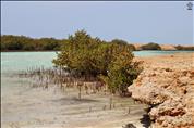 Egypt-South-Sinai-Sharm-El-Sheikh-Ras-Mohammad-Mangrove-Trees-02